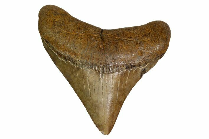 Juvenile Megalodon Tooth - South Carolina #164954